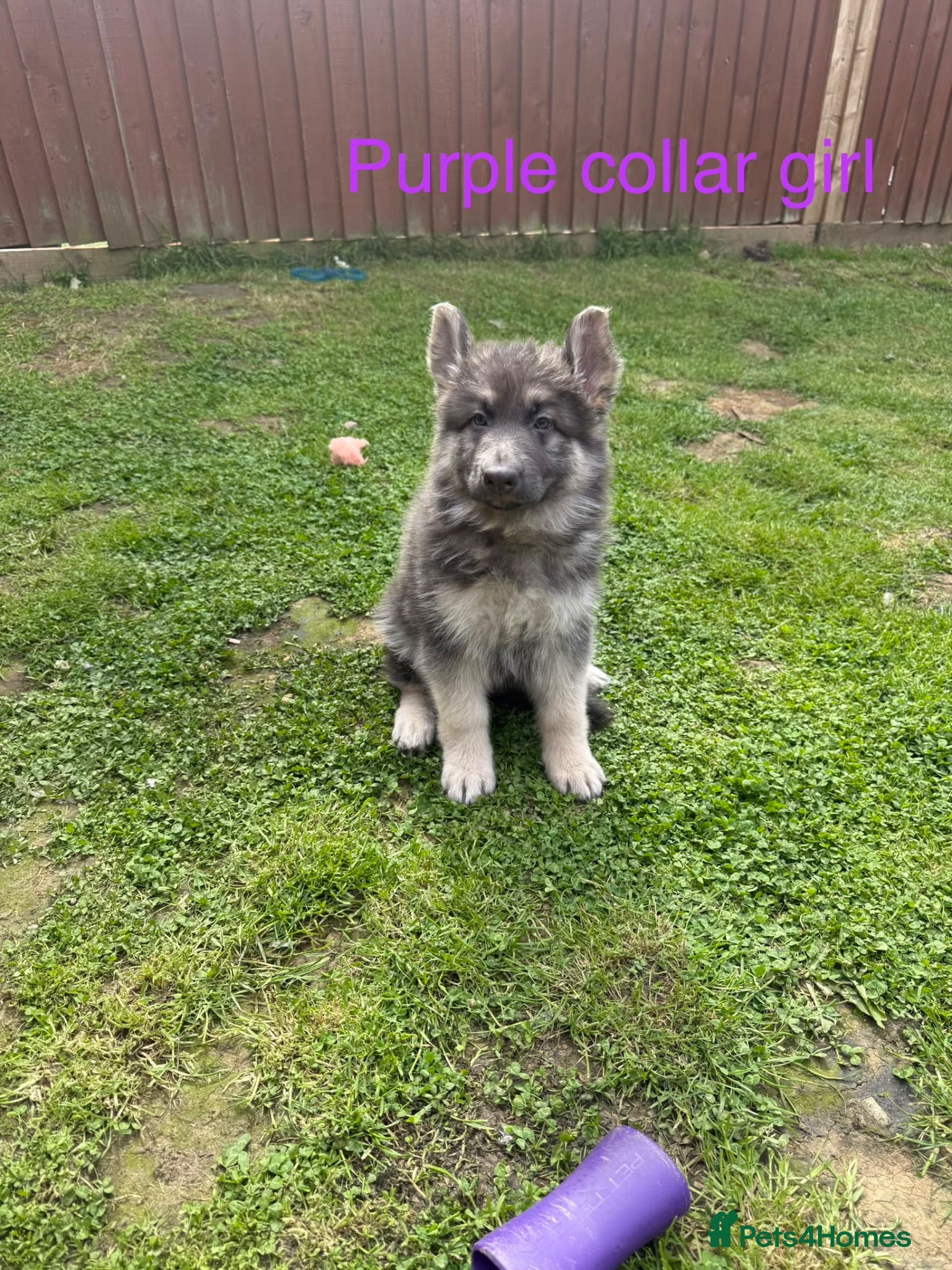 German Shepherd dogs RARE BLUE GERMAN SHEPHERD PUPPIES KC  - Advert 2