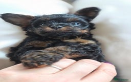 Cavapoo dogs for sale: Beautiful phantom F1B cavapoos - Image 7