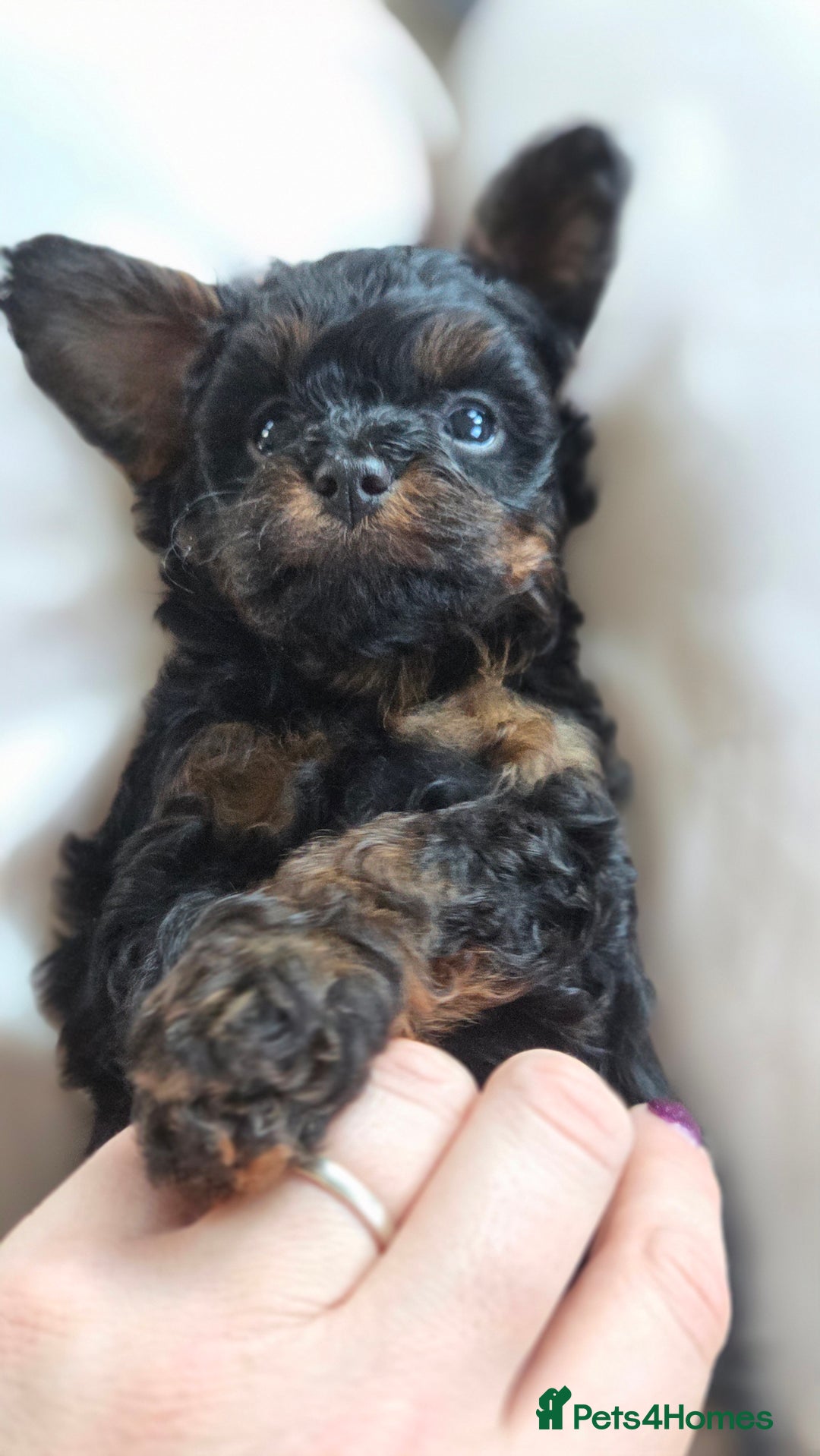 Cavapoo dogs for sale: Beautiful phantom F1B cavapoos - Image 7