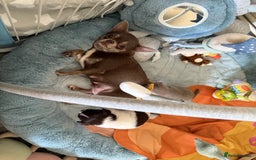 Chihuahua dogs for sale: KC reg Handsome lilac & tan boy 🍎 🐶  - Image 18