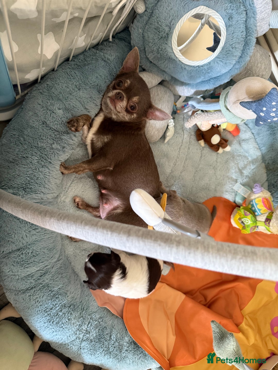 Chihuahua dogs for sale: KC reg Handsome lilac & tan boy 🍎 🐶  - Image 18