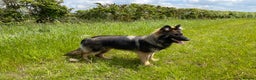 German Shepherd dogs for sale: GERMAN SHEPHERD LONG COATED PUPPIES - Advert 18
