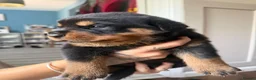 Rottweiler dogs for sale: Rottweiler puppies  - Advert 2