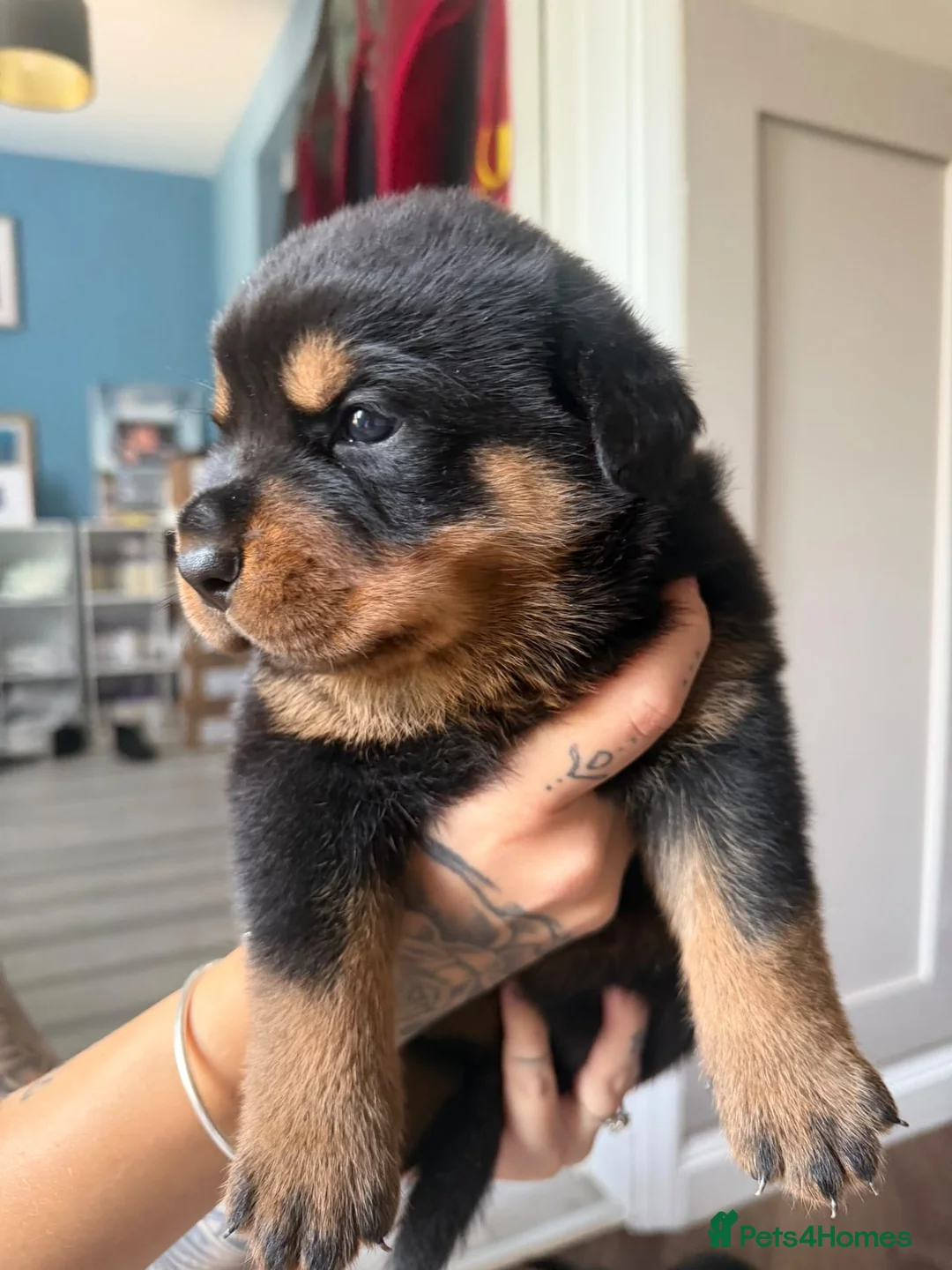 Rottweiler dogs for sale: Rottweiler puppies  - Advert 2