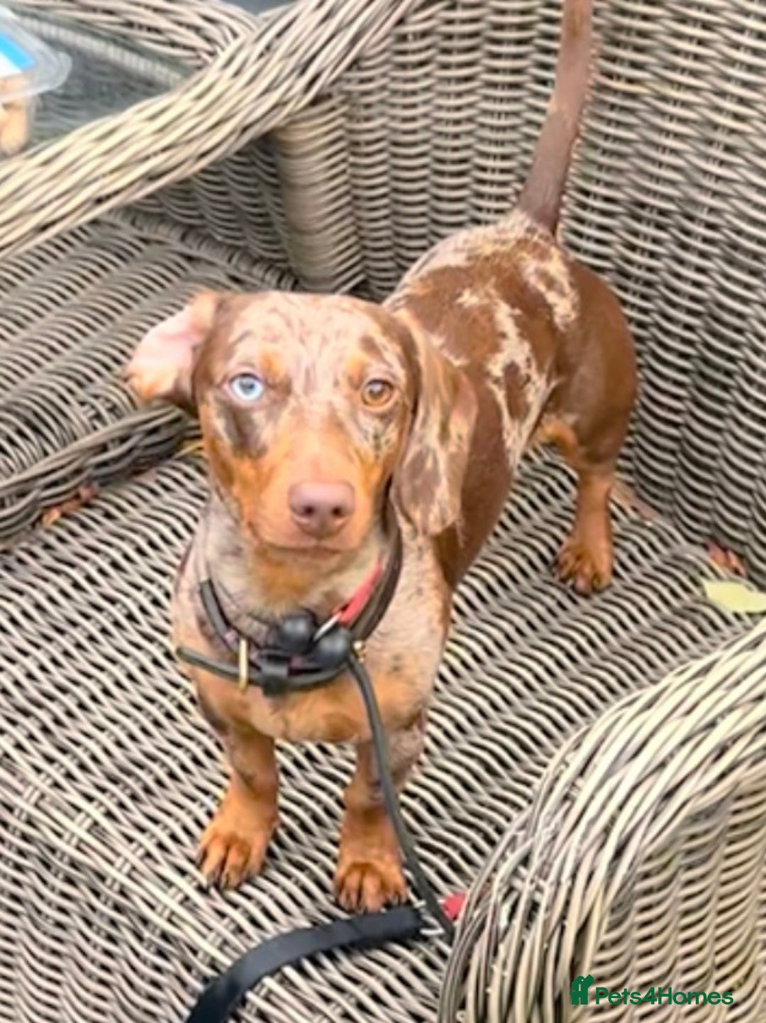 Miniature Dachshund dogs for stud: Beautiful Miniature Dachshund for stud  - Advert 4