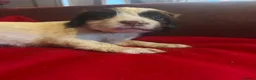English Springer Spaniel dogs for sale: English springer spaniel puppies  in Steyning - Advert 10