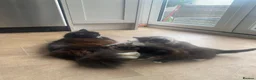 Mixed Breed cats for sale: Three kittens for sale - Advert 8