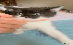British Shorthair cats for sale: Cats for sale - Image 6