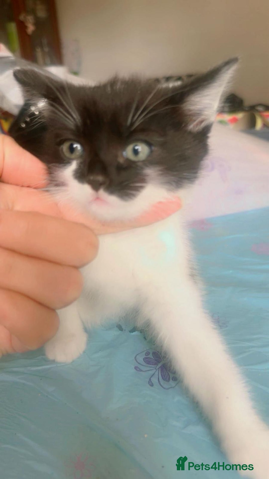 British Shorthair cats for sale: Cats for sale - Image 6