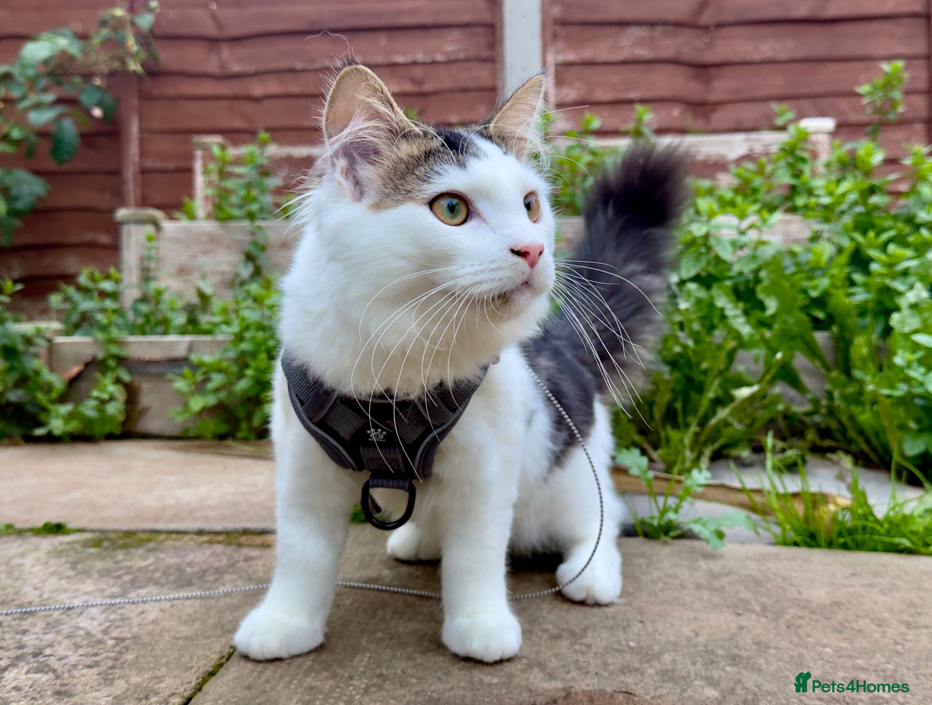 British Shorthair cats 6 months old boy to be rehomed  - Advert 1
