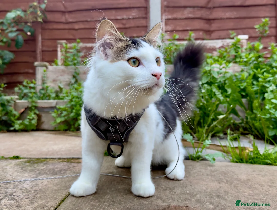 British Shorthair cats for sale: 6 months old boy to be rehomed  in Coventry - Advert 1