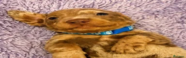 Miniature Dachshund 6