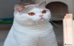 British Shorthair cats for sale: Stunning British shorthair available last girl  - Image 13