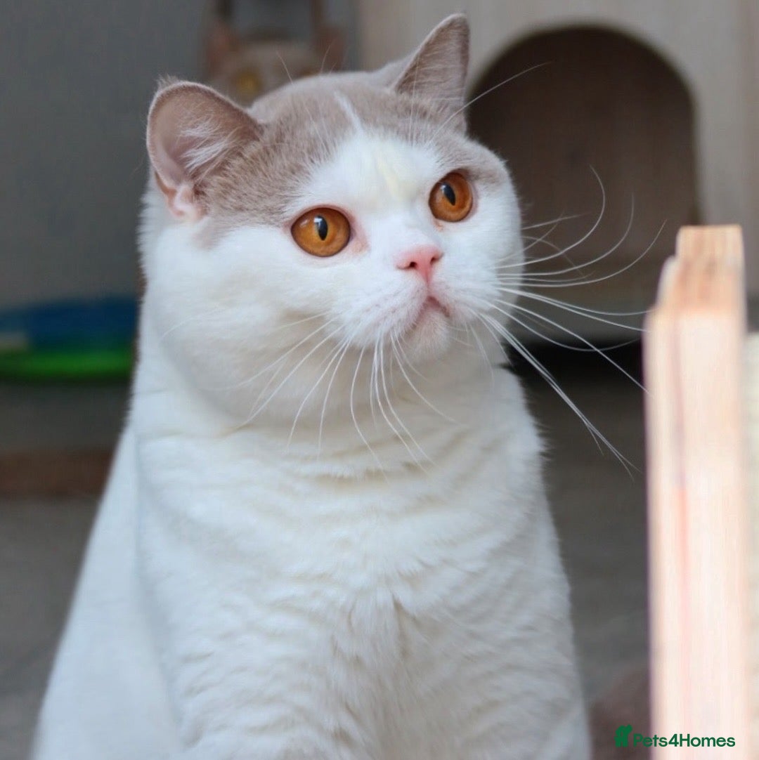 British Shorthair cats for sale: Stunning British shorthair available last girl  - Image 13