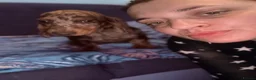 Dachshund dogs for sale: Lovely dachshunds!!! - Advert 21