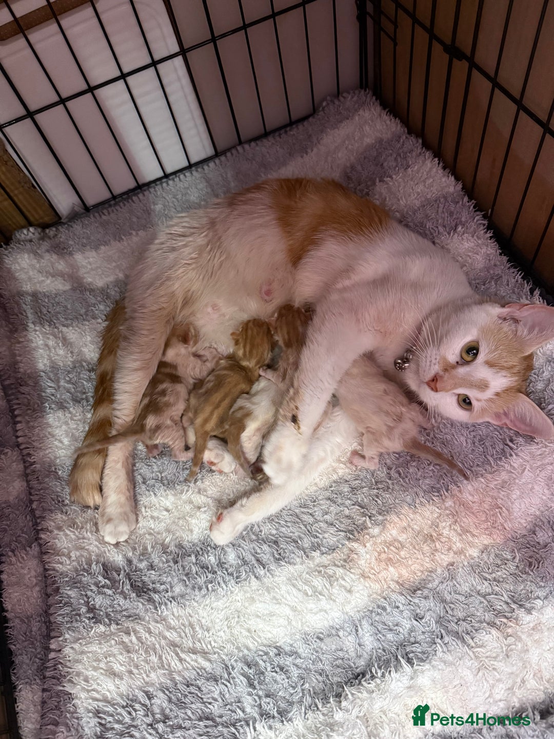 Mixed Breed cats for sale: READ INFO, 8 beautiful ginger kittens. - Image 18