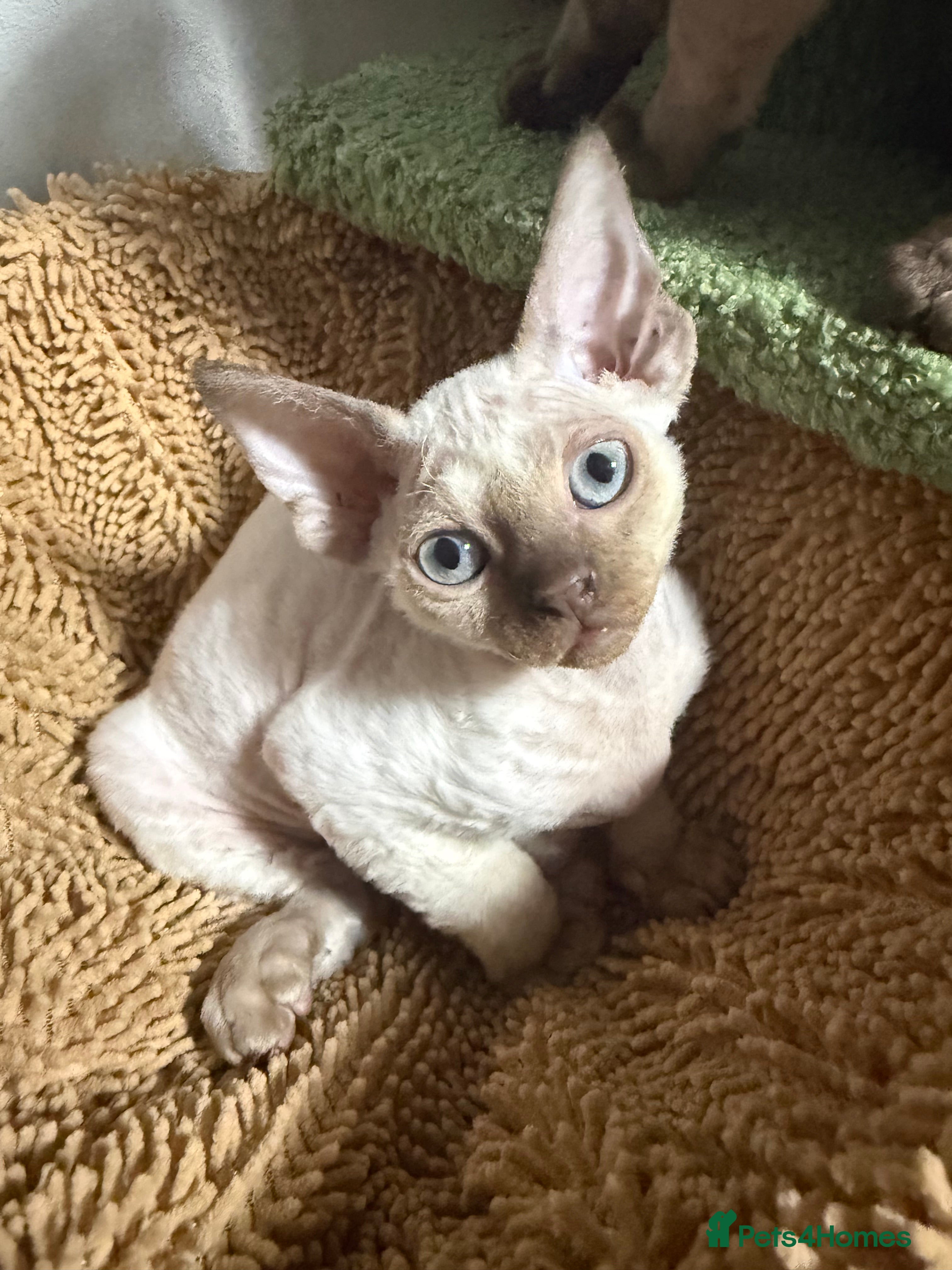 Devon Rex cats 😍😍😍 2 girls left registered GCCF😍😍😍 - Advert 4