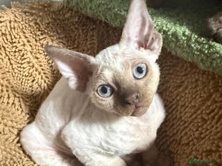 Devon Rex cats 😍😍😍 2 girls left registered GCCF😍😍😍 - Advert 4