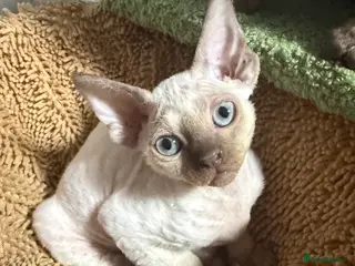 Devon Rex cats 😍😍😍 2 girls left registered GCCF😍😍😍 - Advert 1