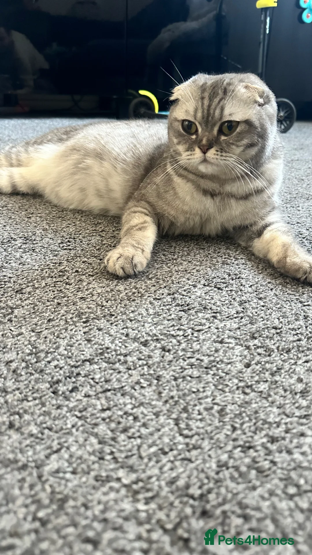 Scottish Fold cats for sale: 5 Kittens Scottish Fold - Advert 1