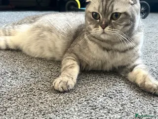 Scottish Fold cats 5 Kittens Scottish Fold - Advert 1