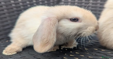 Mini Lop rabbits - Advert 1