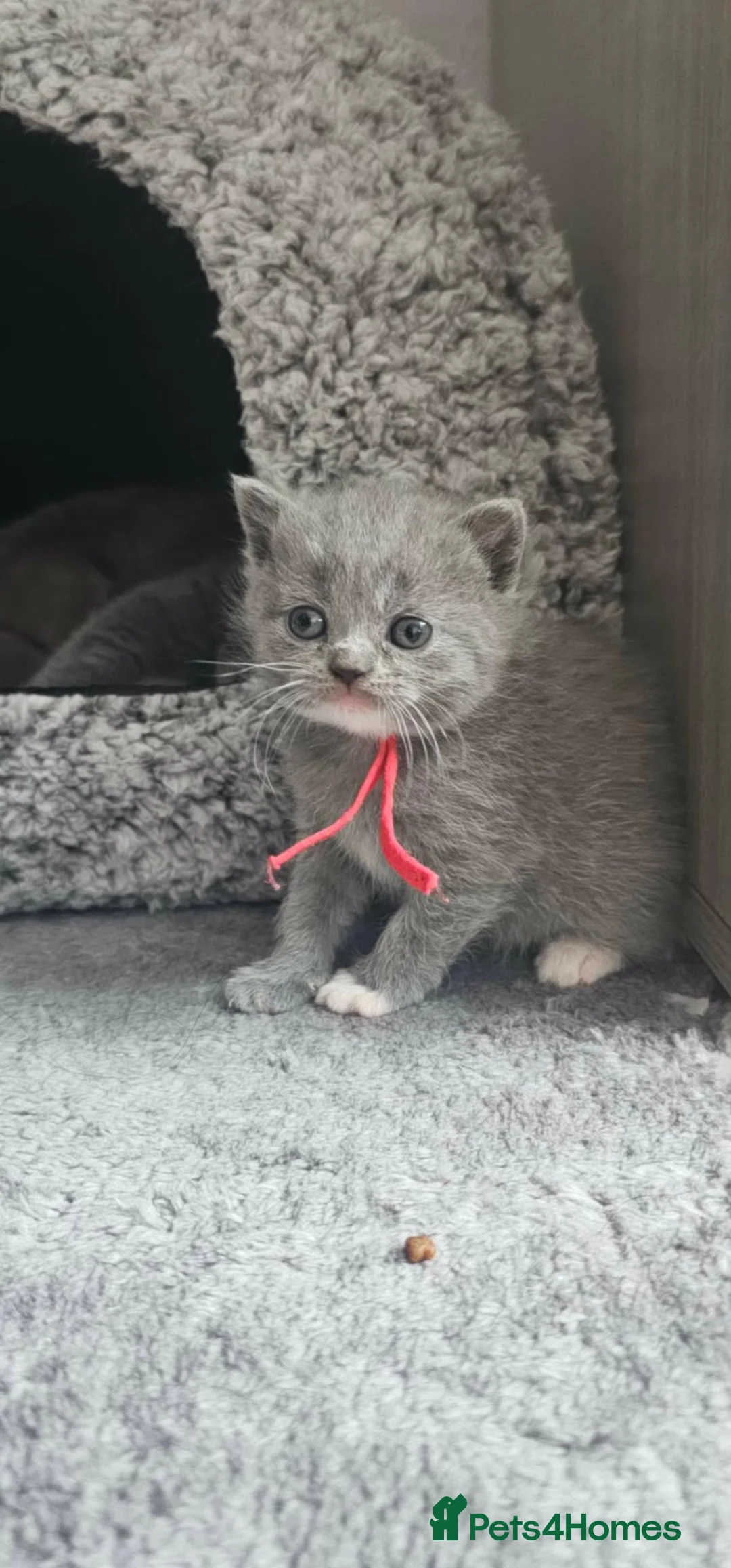 British Shorthair cats for sale: GCCF Registered British Shorthair Kittens - Advert 11