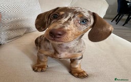 Miniature Dachshund dogs for sale: Willow beautiful little miniature dachshund girl - Advert 1
