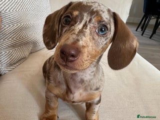 Miniature Dachshund dogs Willow beautiful little miniature dachshund girl - Advert 1