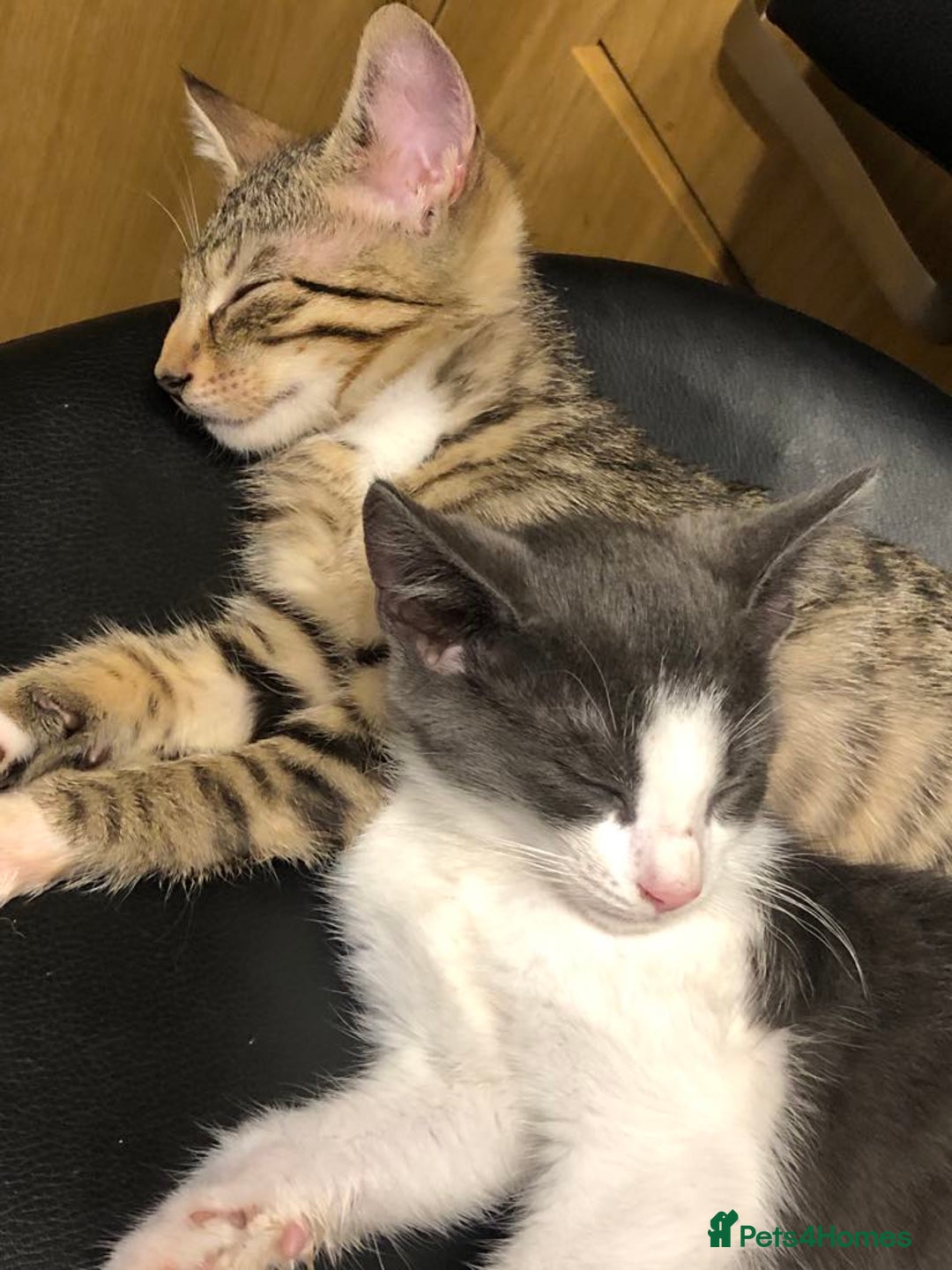Mixed Breed cats for sale: Beautiful kittens for sale  - Image 1