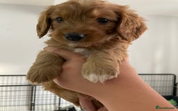 Mixed Breed dogs for sale: Beautiful Cavapoo puppies  - Image 13
