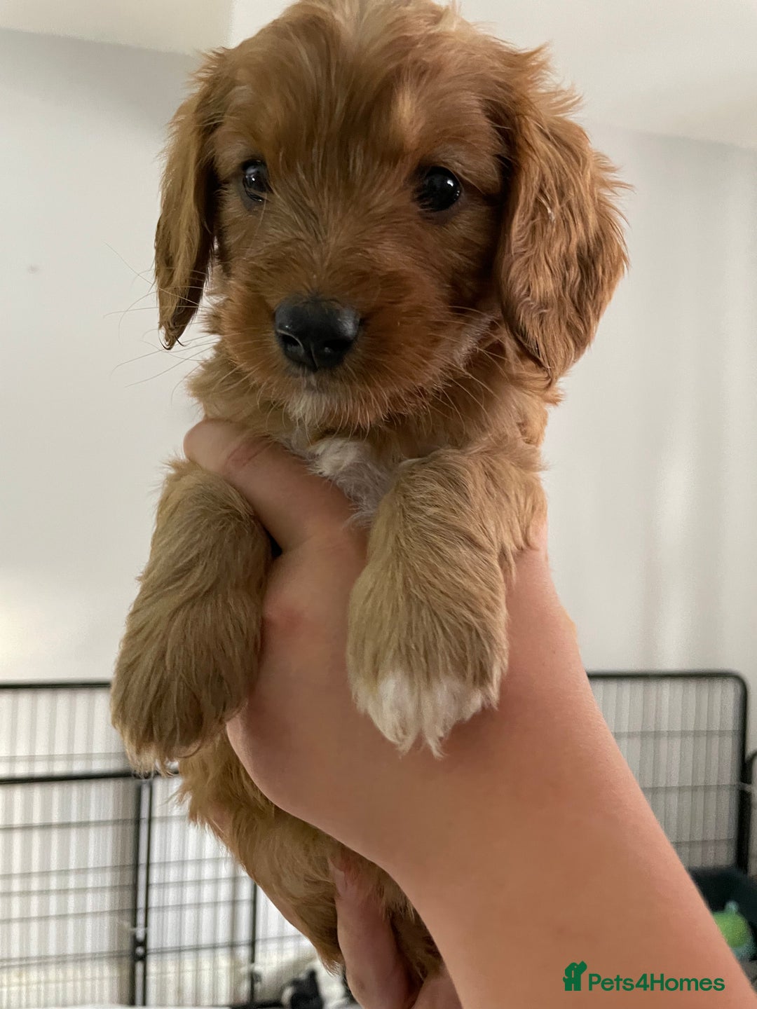 Mixed Breed dogs for sale: Beautiful Cavapoo puppies  - Image 13