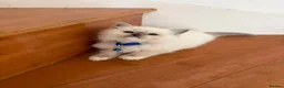 Ragdoll cats for sale: Ragdoll kittens for sale - Advert 14