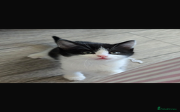 Bengal cats for sale: KITTENS READY TO GO!!!💓🐈🏡 - Image 4