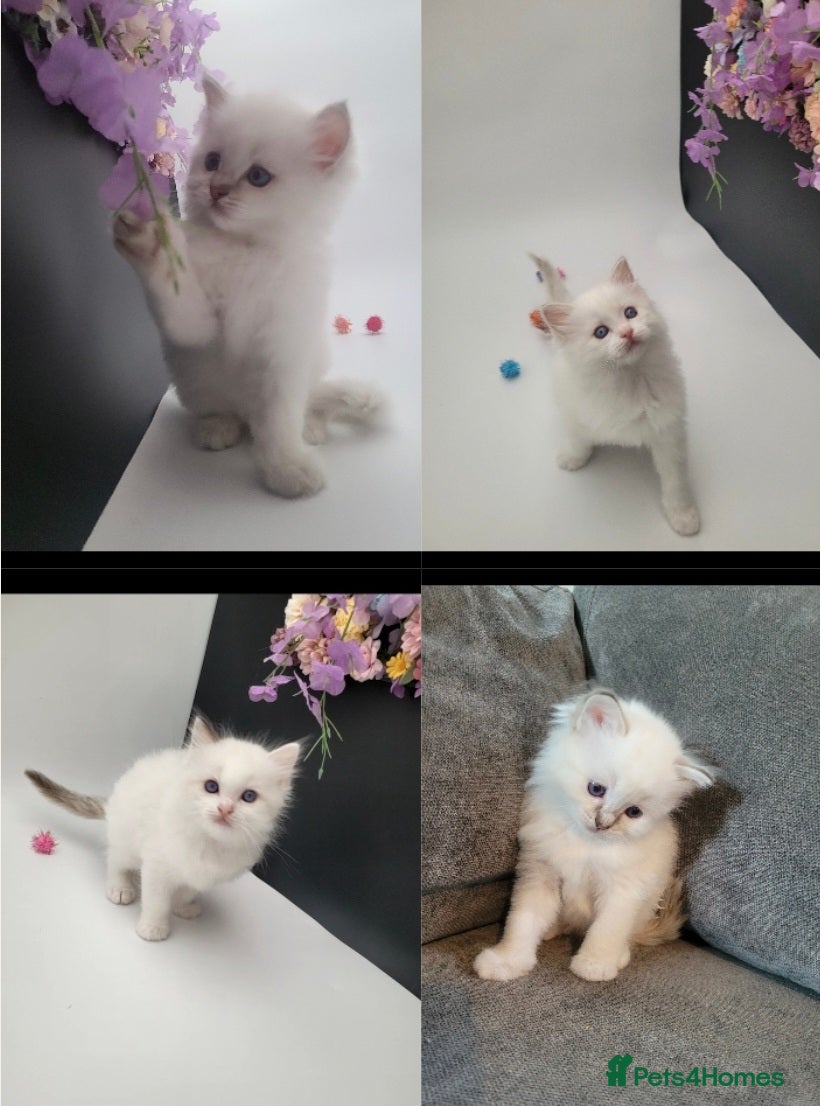 Ragdoll cats Purebred registered Ragdolls - Advert 1