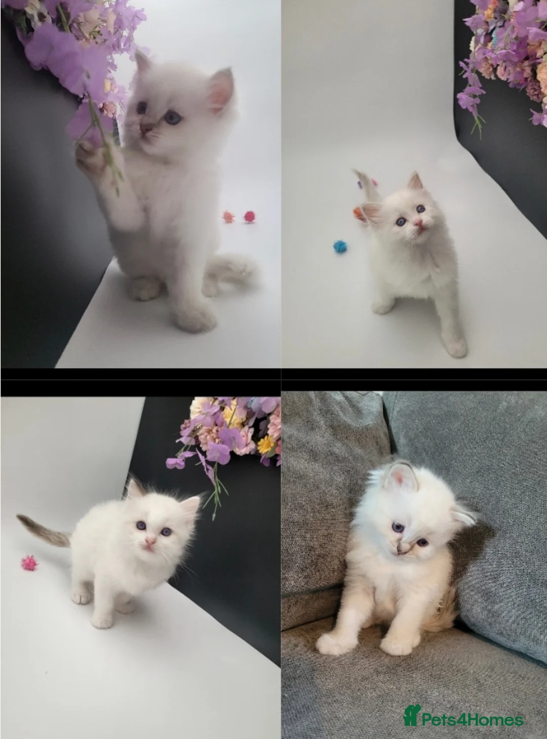 Ragdoll cats for sale: Purebred registered Ragdolls in Edenbridge - Advert 1