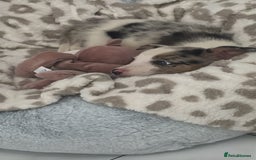 Border Collie dogs for sale: Beautiful collie - Image 2