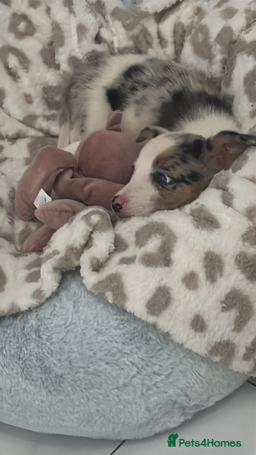 Border Collie dogs for sale: Beautiful collie - Image 2
