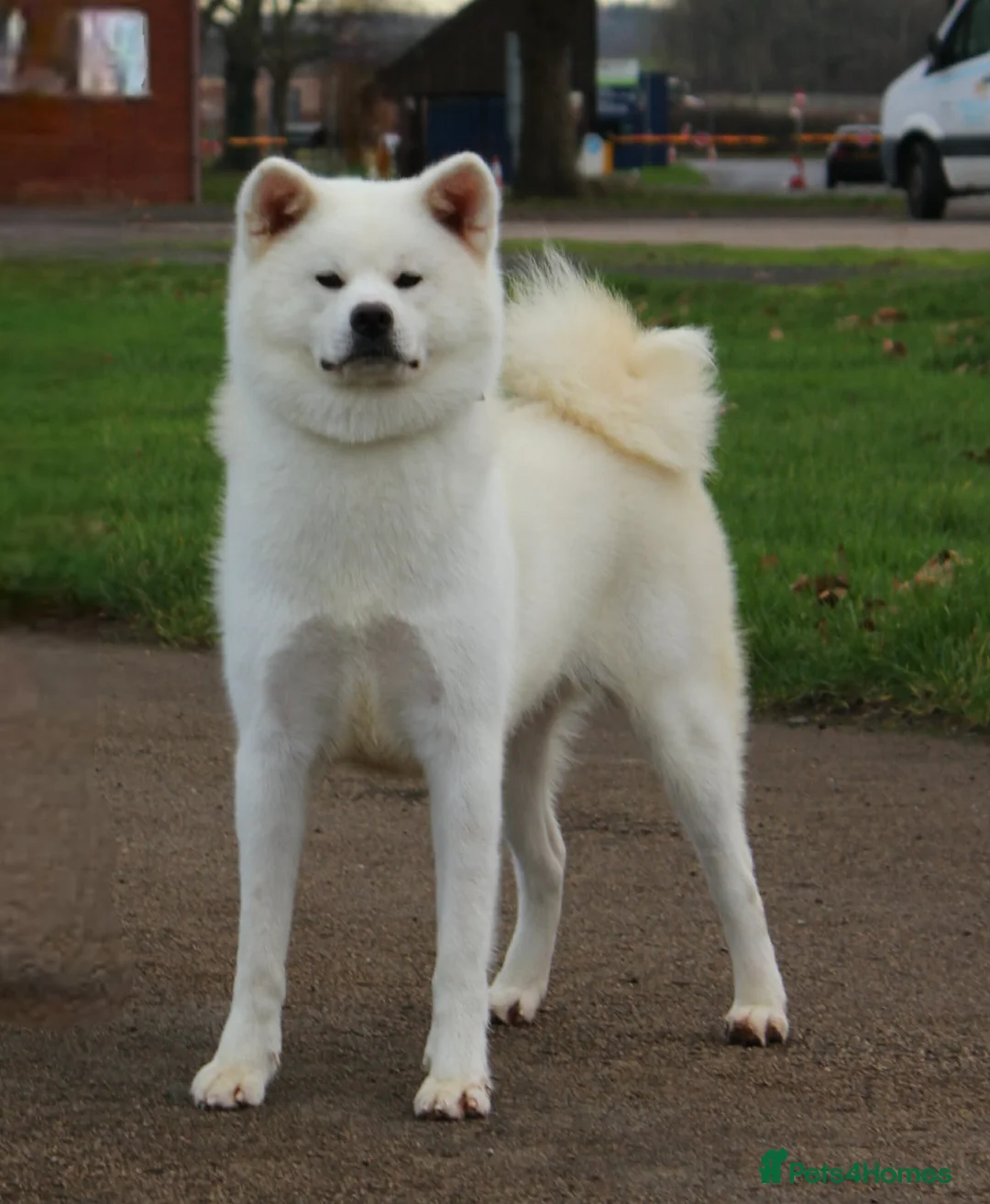 Japanese Akita Inu dogs for sale: Stunning male Japanese Akita Inu - Advert 3