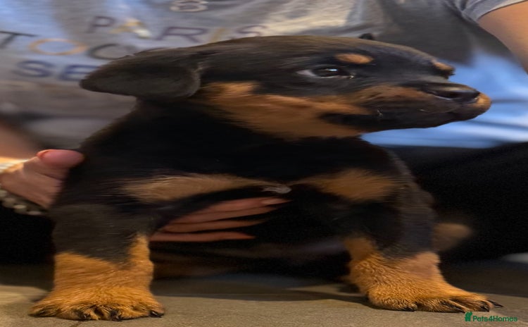 Rottweiler dogs - Advert 2