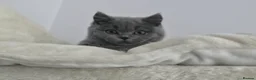 British Shorthair cats for sale: Active Blue British Shorthair 6 months  - Advert 3