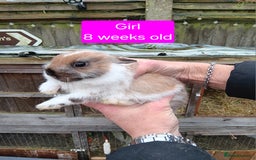 Netherland Dwarf rabbits for sale: Netherlands dwarf rabbits  - Advert 8