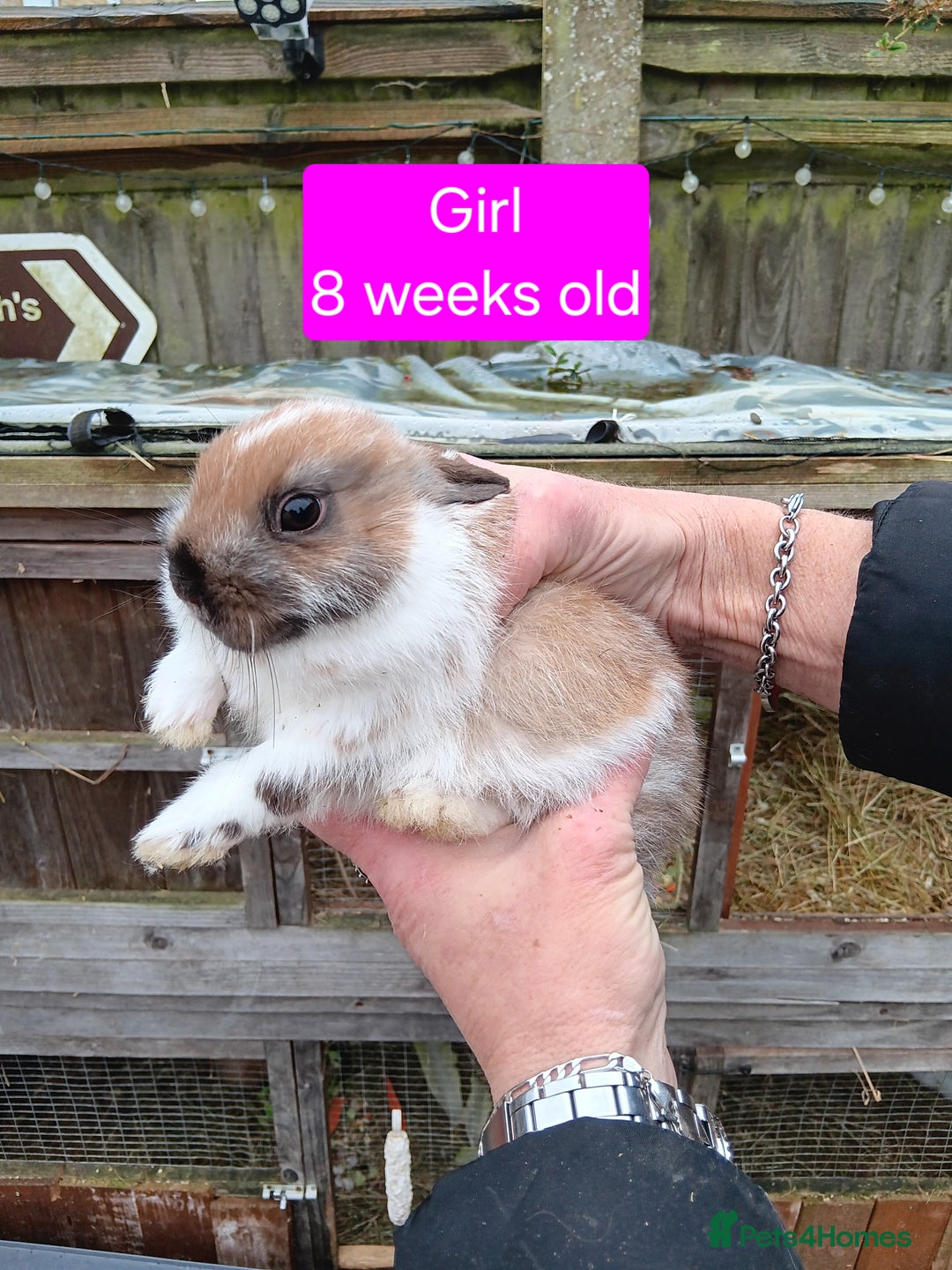 Netherland Dwarf rabbits for sale: Netherlands dwarf rabbits  - Advert 8