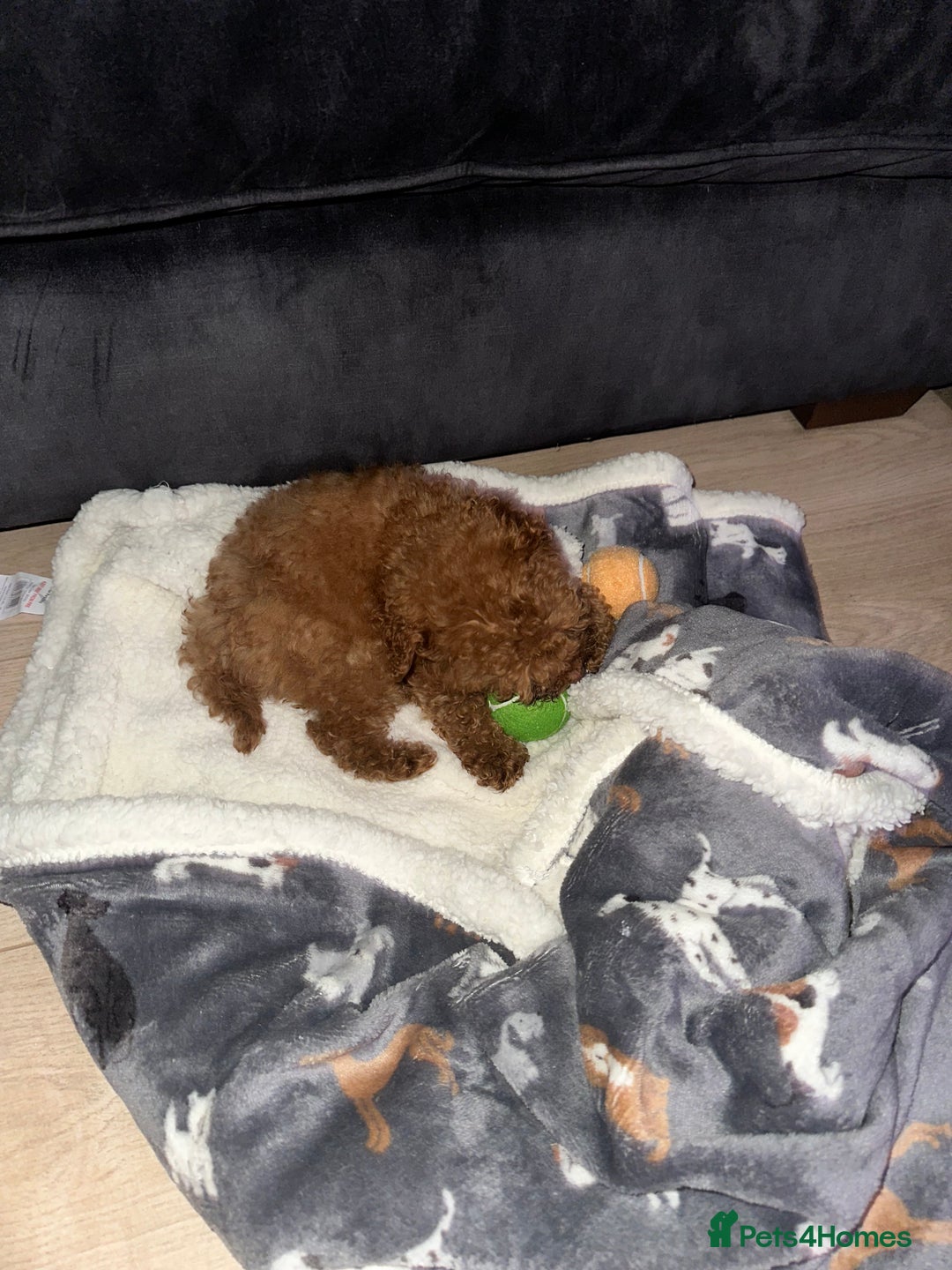 Maltipoo dogs for sale: Red Toy maltipoo puppy  - Advert 6