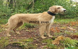 Mixed Breed dogs for sale: lurcher x Vizsla  - Image 14