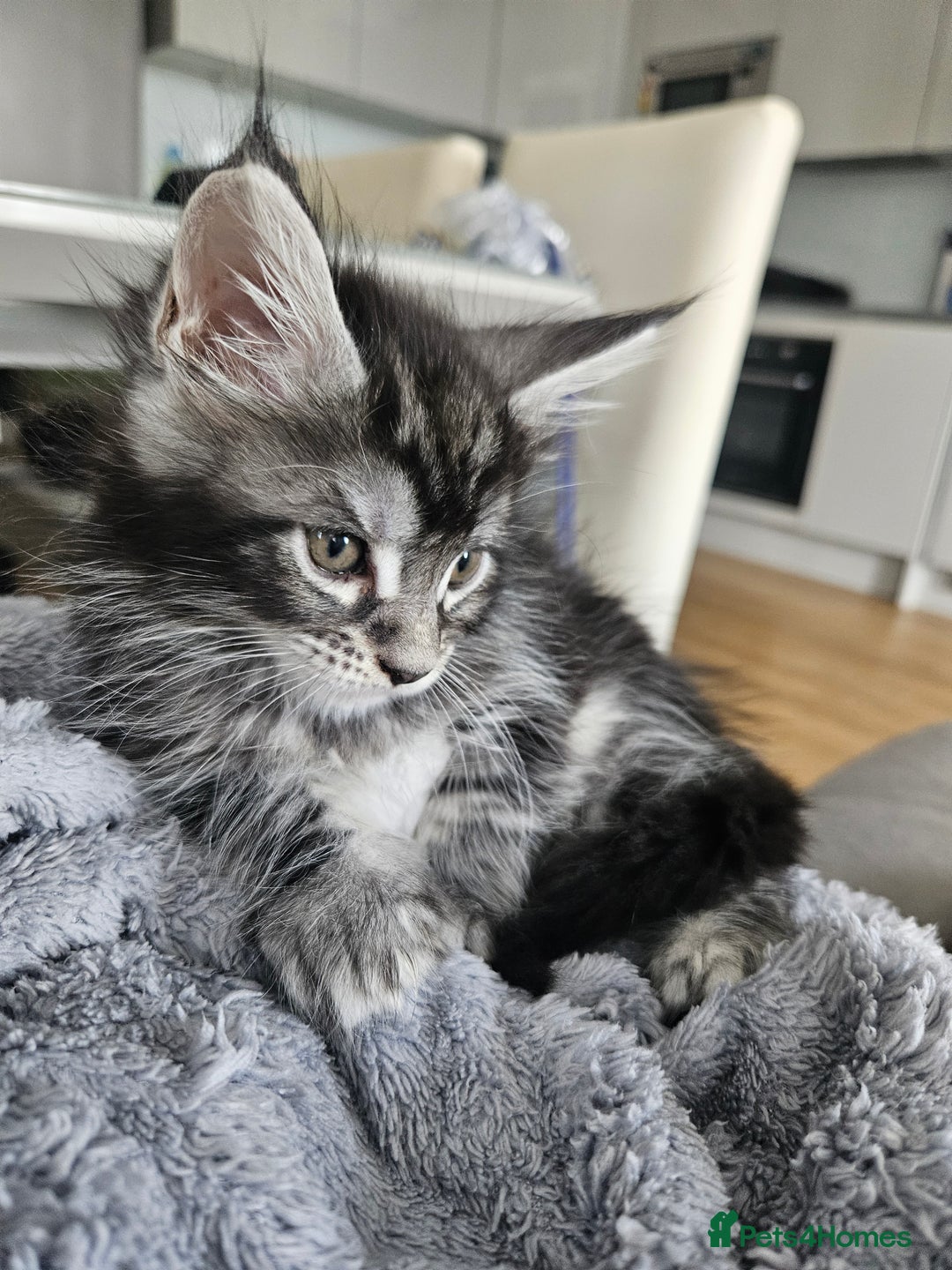 Maine Coon cats for sale: Maine coon kittens  - Image 21