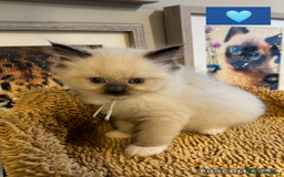 Ragdoll cats for sale: ✨Ragdoll Kittens✨ - Advert 6