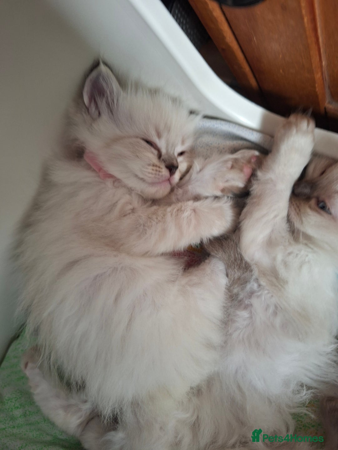 Ragdoll cats for sale: Stunning Ragdoll Kittens - Advert 4