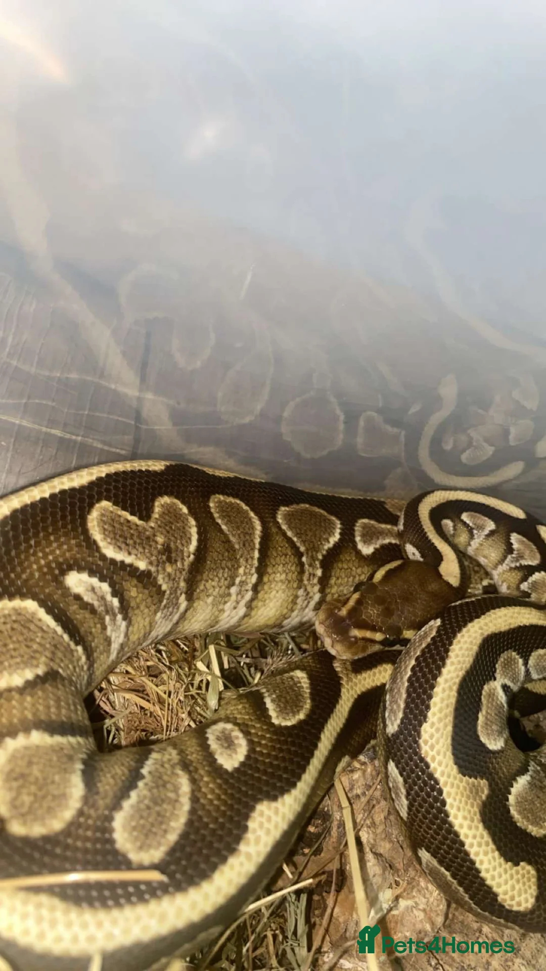 Python Snake reptiles for sale: Yellow belly ball python  in Northampton - Advert 2
