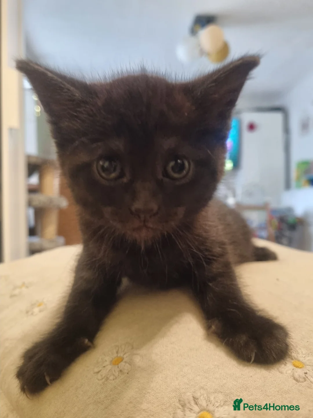 Maine Coon cats for sale: Full breed Maine Coon kittens 😸  - Advert 8